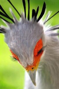 Close up of African Sagittarius Bird's head