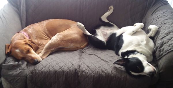 two dogs on loveseat with one on her back 
