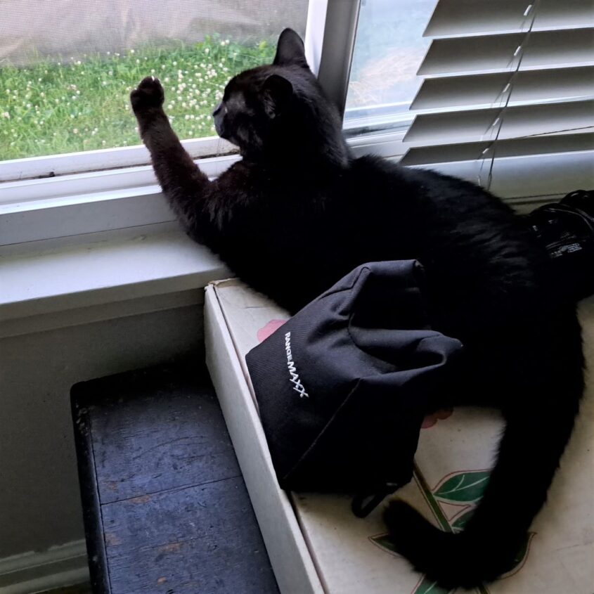 Black cat laying in front of window with one paw on the window screen